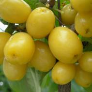 Саджанець Кизил Янтарний (привитий)